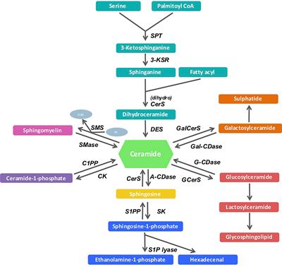 Circulating Ceramides- Are Origins Important for Sphingolipid Biomarkers and Treatments?